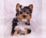 Puppy Mookie Yorkshire Terrier
