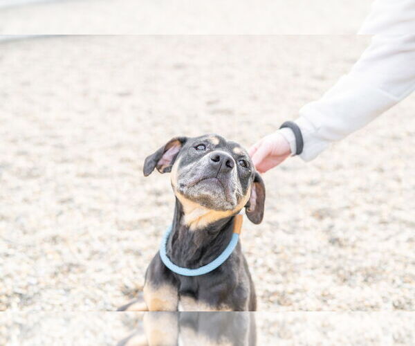 Medium Photo #2 Rottweiler-Unknown Mix Puppy For Sale in Hilton Head, SC, USA