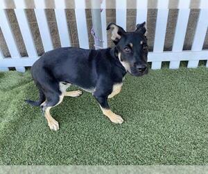 Doberman Pinscher-Unknown Mix Dogs for adoption in Modesto, CA, USA