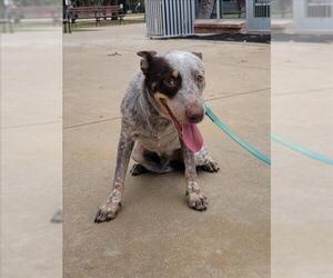 Mutt Dogs for adoption in San Antonio, TX, USA