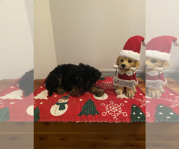 Medium Photo #2 German Shepherd Dog Puppy For Sale in DOUGLASVILLE, GA, USA
