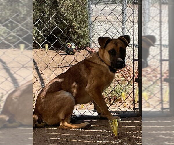 Medium Photo #1 Mutt Puppy For Sale in HESPERIA, CA, USA