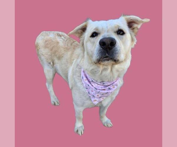 Medium Photo #1 Labrador Retriever-Unknown Mix Puppy For Sale in Bakersfield, CA, USA