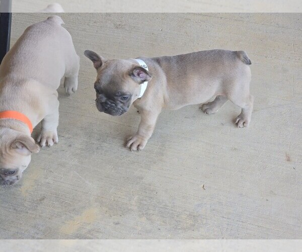 Medium Photo #7 French Bulldog Puppy For Sale in GREENEVILLE, TN, USA