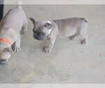 Small #6 French Bulldog