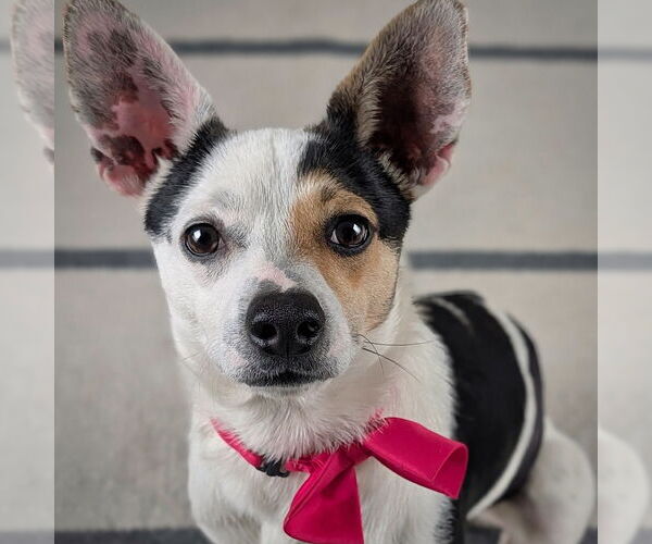 Medium Photo #3 Rat Terrier-Unknown Mix Puppy For Sale in Atlanta, GA, USA