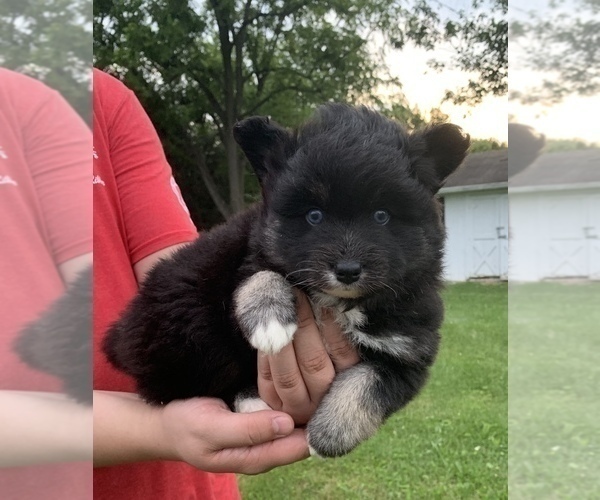Medium Photo #6 Pomsky Puppy For Sale in WHEELERSBURG, OH, USA