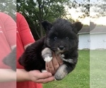 Small Photo #6 Pomsky Puppy For Sale in WHEELERSBURG, OH, USA