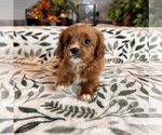 Small #3 Cavapoo