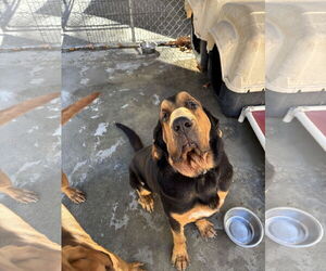 Bloodhound Dogs for adoption in York, SC, USA