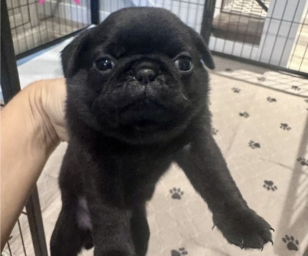Medium Photo #13 Pug Puppy For Sale in CEDAR RAPIDS, IA, USA