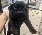 Litter of 6 - Female PugLitter of Puppies for Sale - Photo #13