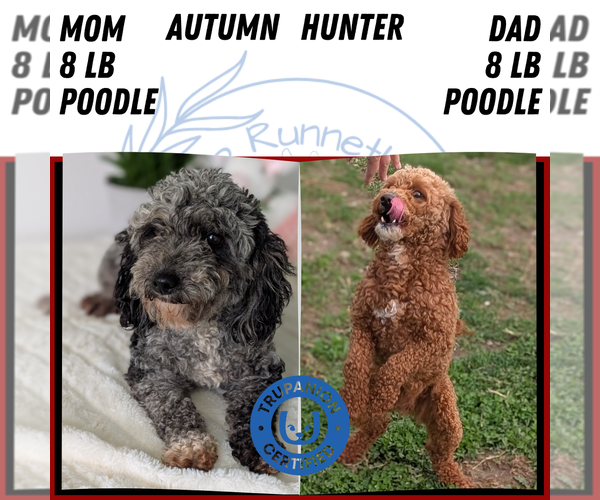 Medium Photo #5 Poodle (Miniature) Puppy For Sale in GOSHEN, IN, USA