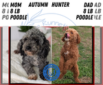Small #4 Poodle (Miniature)