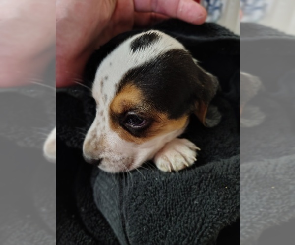 Medium Photo #5 Beagle Puppy For Sale in BOWLING GREEN, MO, USA