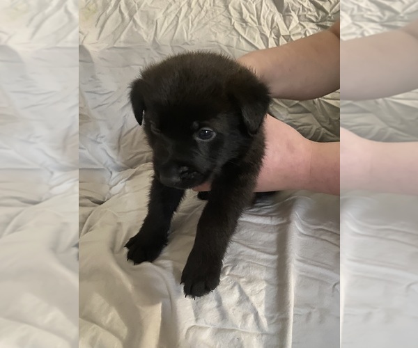 Medium Photo #1 Shepweiller Puppy For Sale in ROCHESTER, NY, USA
