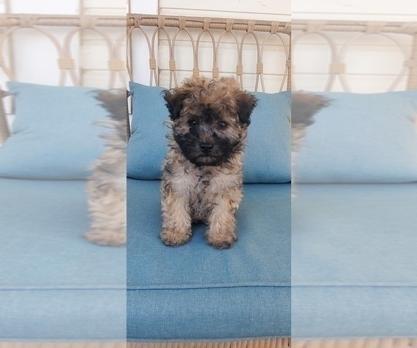 Medium Photo #4 ShihPoo Puppy For Sale in ZILLAH, WA, USA