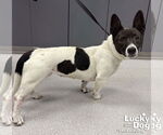 Small #1 Basset Hound Mix