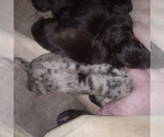 Small Photo #12 Great Dane Puppy For Sale in PIERSON, MI, USA