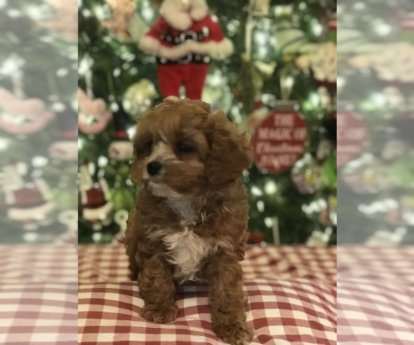 Full screen Photo #7 Cavapoo Puppy For Sale in BOWLING GREEN, KY, USA