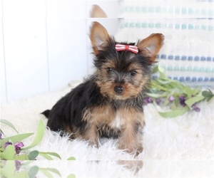 Yorkshire Terrier Puppy for sale in ARLINGTON, VA, USA