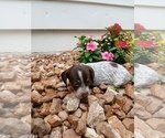 Small Photo #17 Dachshund Puppy For Sale in MULBERRY GROVE, IL, USA