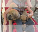 Small #2 Collie-German Shepherd Dog Mix