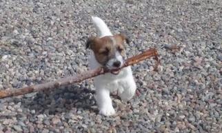 Jack Russell Terrier Puppy for sale in MACK, CO, USA
