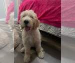 Small #3 Goldendoodle