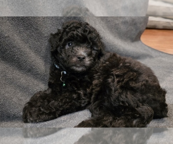 Medium Photo #10 Whoodle (Miniature) Puppy For Sale in KATY, TX, USA