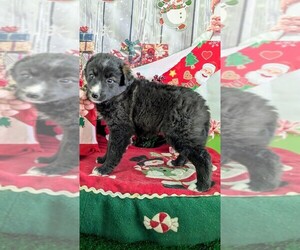 Border Collie Puppy for sale in HAMMOND, IN, USA