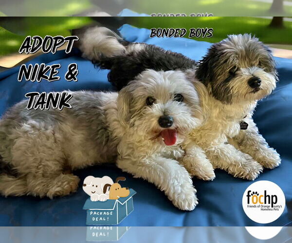 Medium Photo #1 Maltese Puppy For Sale in Menifee, CA, USA