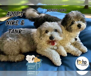 Maltese Dogs for adoption in Menifee, CA, USA