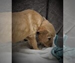 Small Photo #3 Golden Retriever Puppy For Sale in LUBLIN, WI, USA