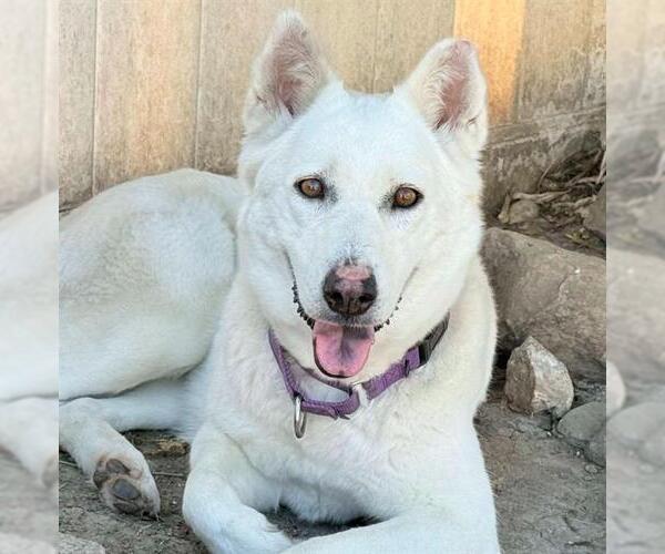 Medium Photo #1 Siberian Husky-Unknown Mix Puppy For Sale in Camarillo, CA, USA