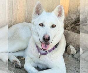 Siberian Husky-Unknown Mix Dogs for adoption in Camarillo, CA, USA