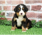 Small #13 Bernese Mountain Dog