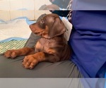 Small Photo #6 Doberman Pinscher Puppy For Sale in VANCOUVER, WA, USA