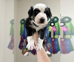 Small Photo #5 Australian Shepherd Puppy For Sale in CIRCLEVILLE, KS, USA