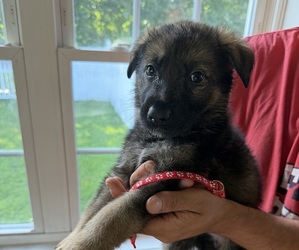 Medium German Shepherd Dog