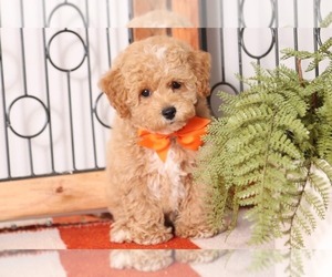 Poochon Puppy for sale in NAPLES, FL, USA