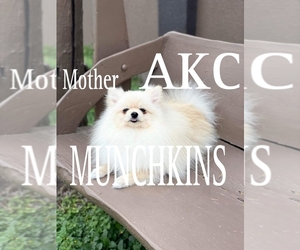 Mother of the Pomeranian puppies born on 12/26/2023