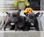 Small Photo #4 Faux Frenchbo Bulldog Puppy For Sale in GORDONVILLE, PA, USA