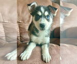 Small #2 Siberian Husky Mix