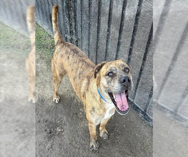 Medium Photo #1 Mutt Puppy For Sale in Riverside, CA, USA