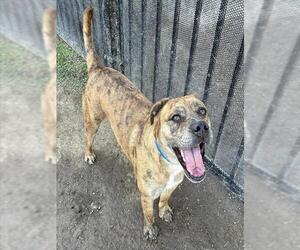 Mutt Dogs for adoption in Riverside, CA, USA