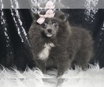 Puppy SkyAKC Pomeranian