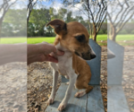 Small #1 Mutt