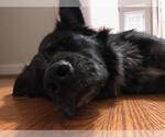 Small #4 Australian Shepherd