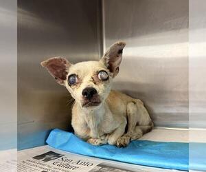 Chihuahua-Unknown Mix Dogs for adoption in San Antonio, TX, USA